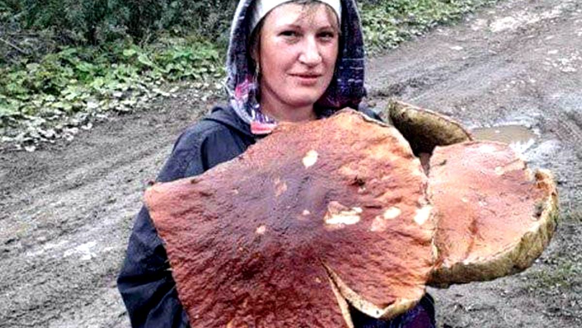 Замість парасолі: у Карпатах знайшли велетенського гриба