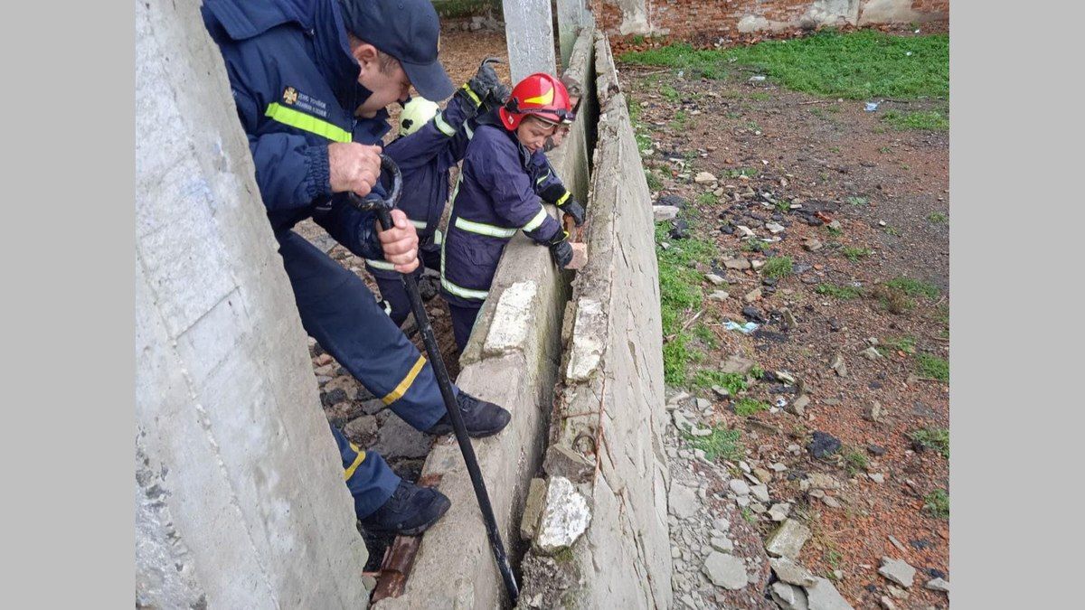 У Обертині коза та її господиня застрягли серед бетонних плит 2