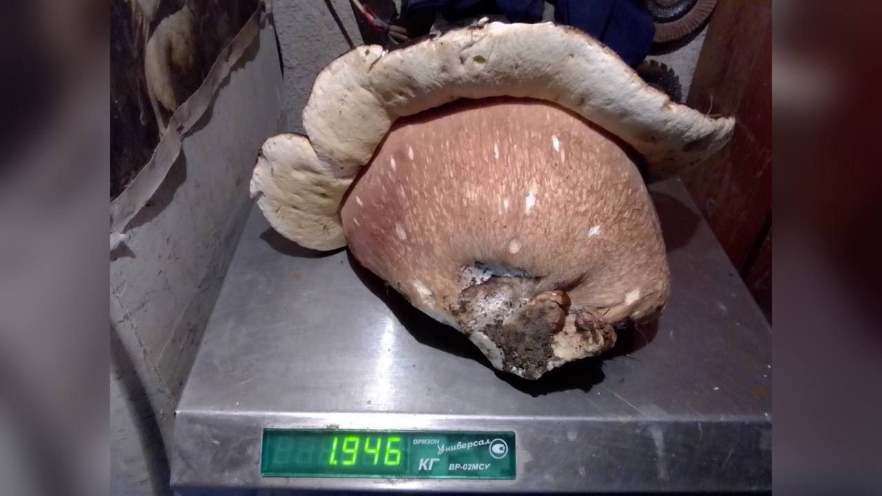 У Карпатах знайшли ще одного гриба-гіганта 1