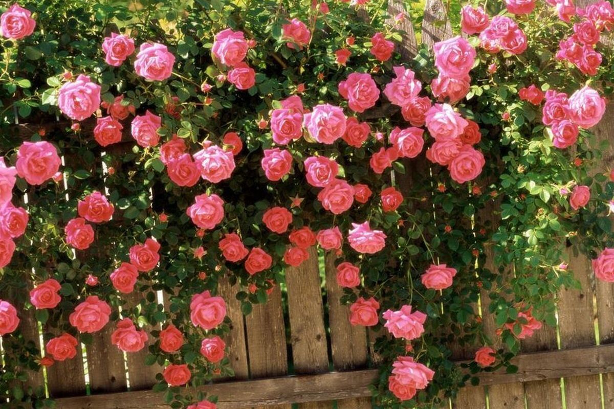 Дати, свята, іменинники 22 вересня 2