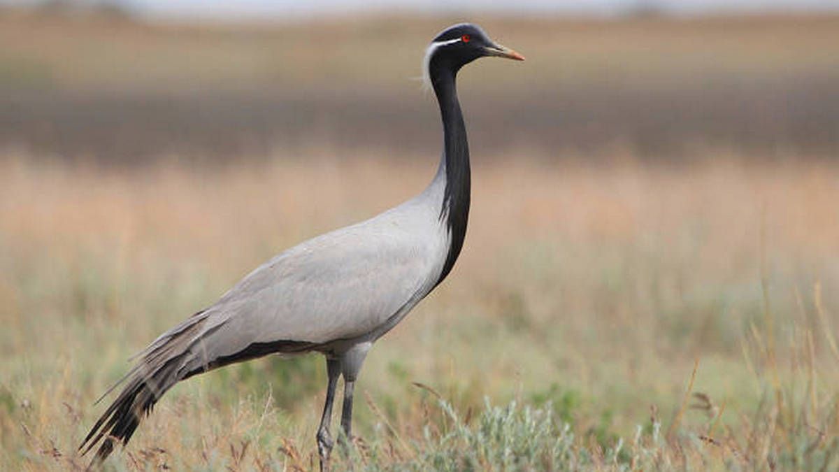 Журавель чи лелека: як відрізнити цих птахів? 4