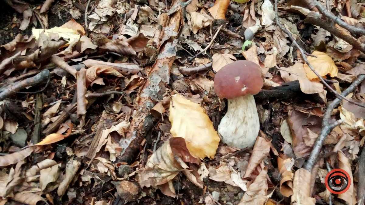 Осінні подарунки природи | частина 3 7