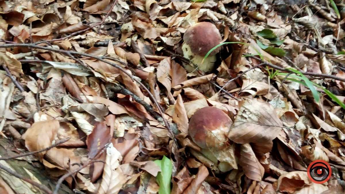 Осінні подарунки природи | частина 3 6