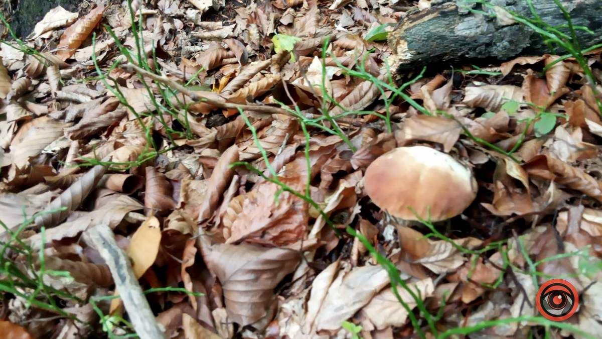 Осінні подарунки природи | частина 3 5