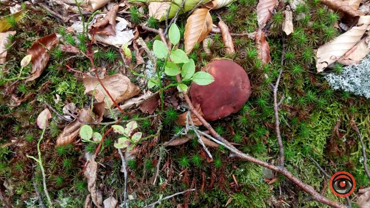 Осінні подарунки природи | частина 3 3