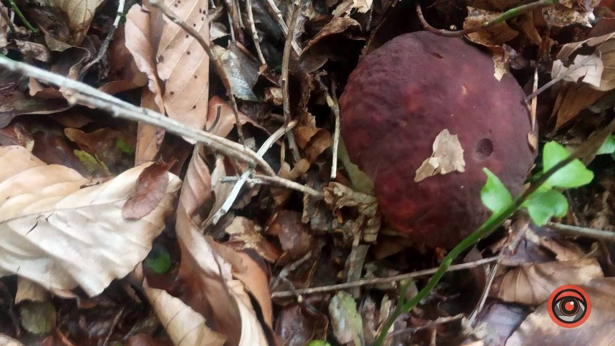 Осінні подарунки природи | частина 3 1