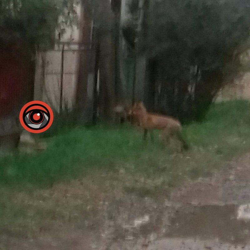 У Коломиї на покинутому комбінаті поселилися лисиці 4