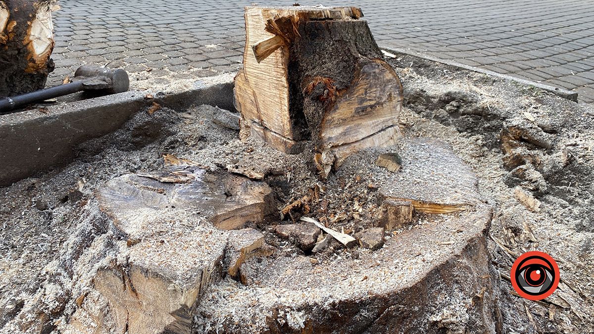 Ще мінус одне дерево на бульварі Лесі Українки 2