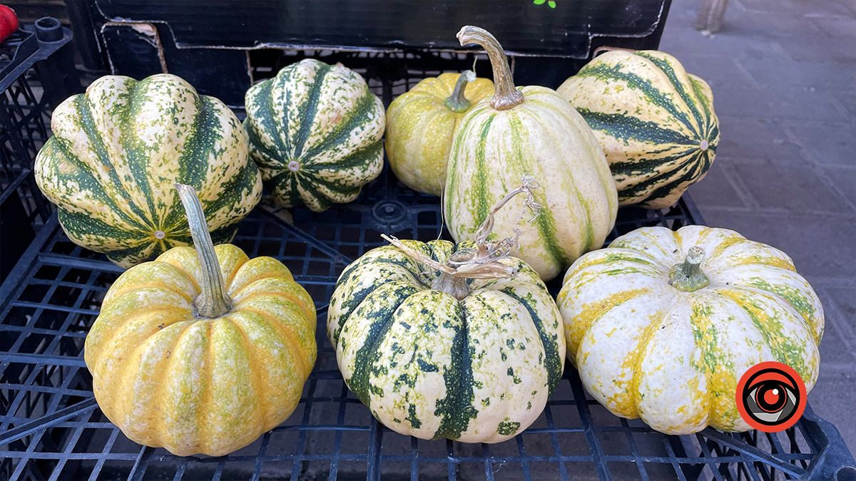 Кольорові гарбузяки: вартість у Коломиї та поради для зберігання 1