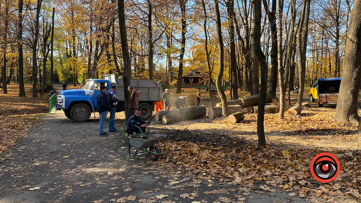 У міському парку Коломиї спиляли 4 дерева 10