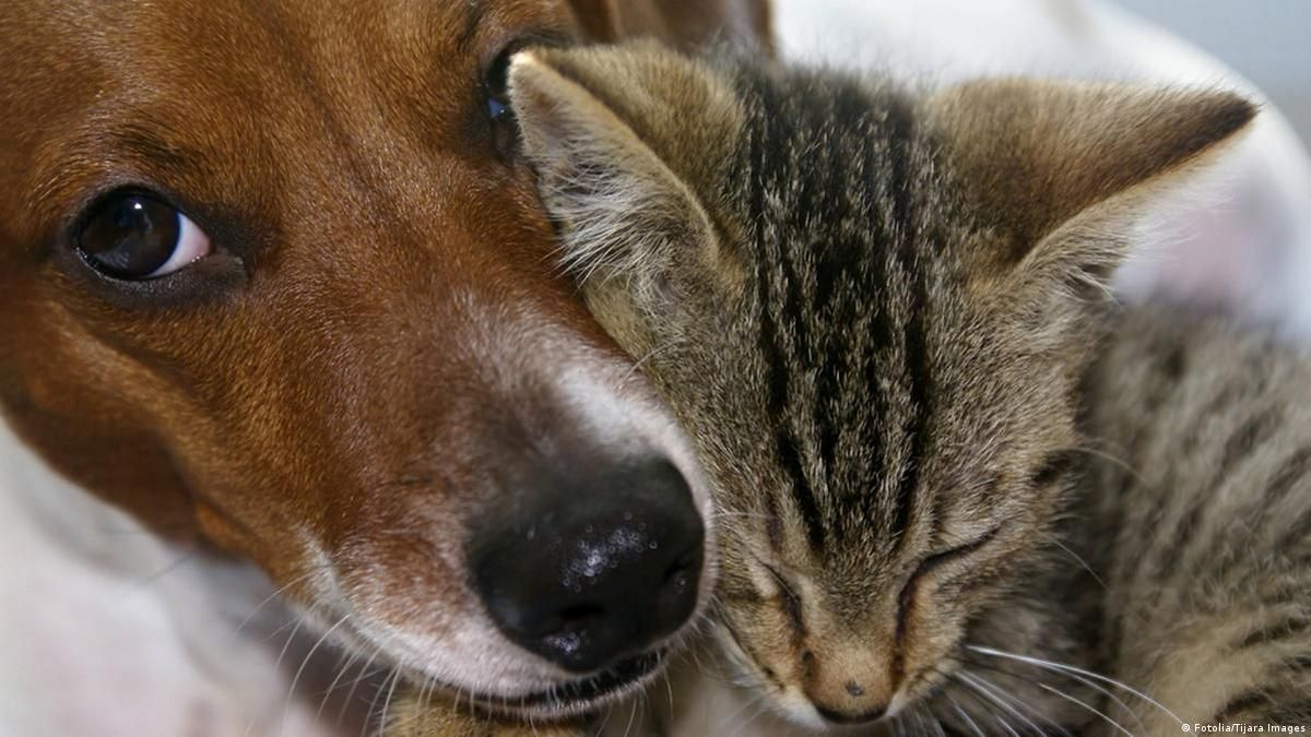 Чотирилапі у пошуках домівки