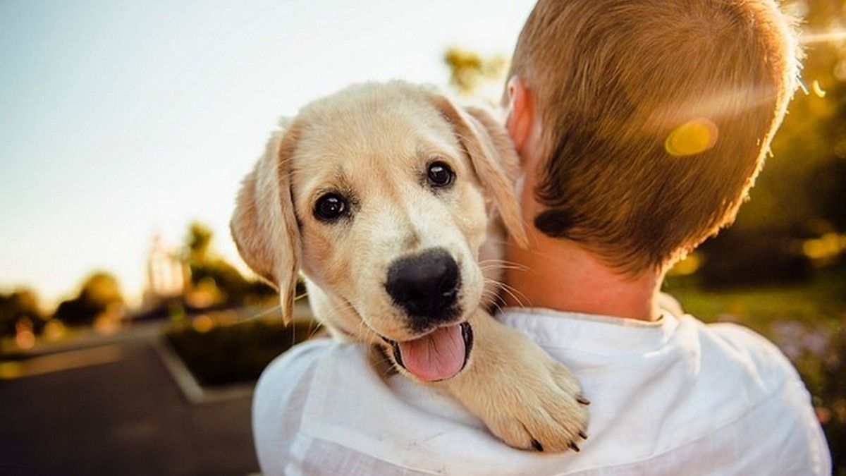 Пухнасті друзі шукають люблячих господарів та теплу домівку