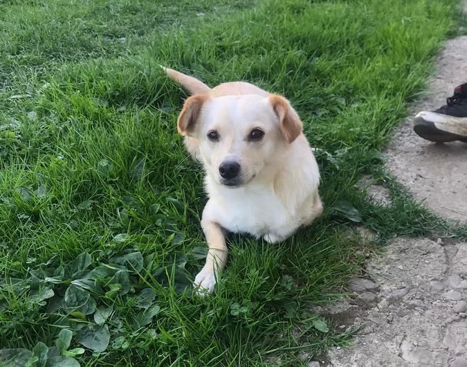 Чотирилапі у пошуках домівки 7