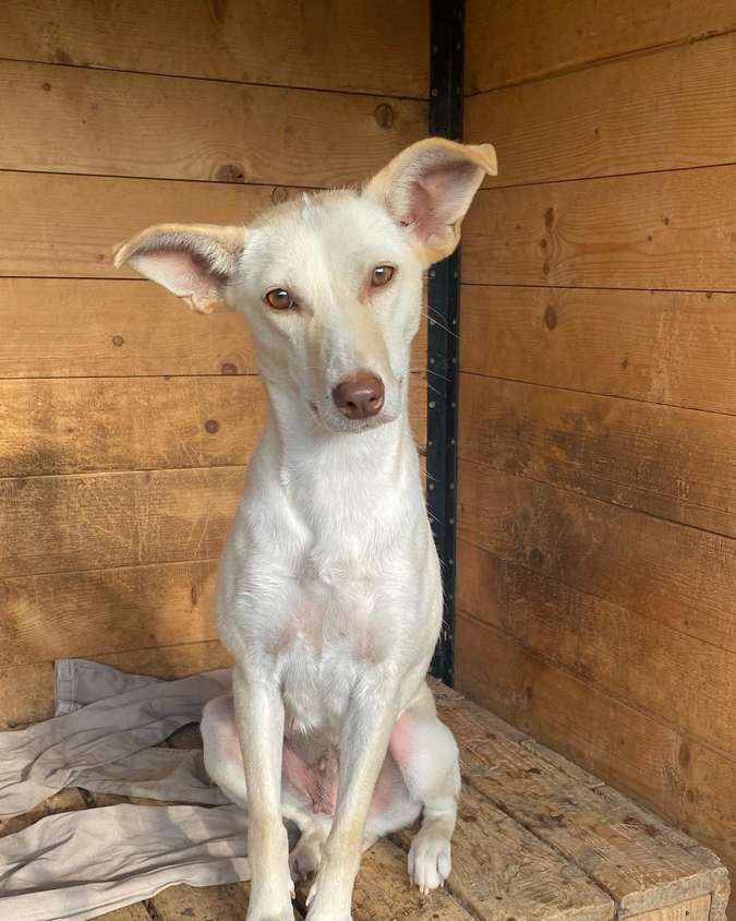 Чотирилапі у пошуках домівки 4