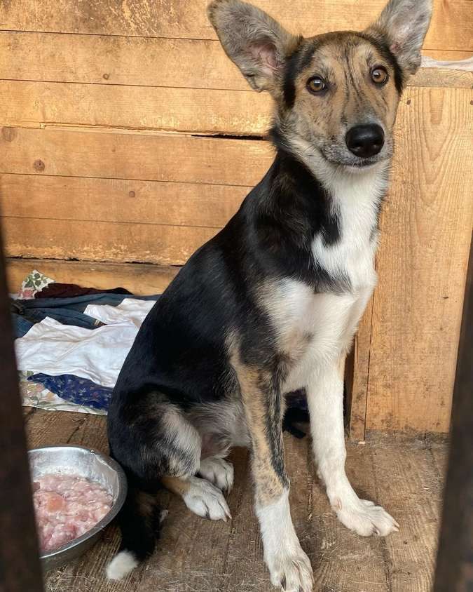 Чотирилапі у пошуках домівки 3