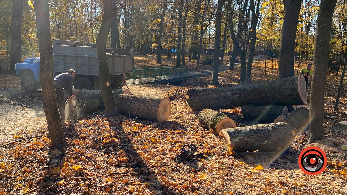 У міському парку Коломиї спиляли 4 дерева 4