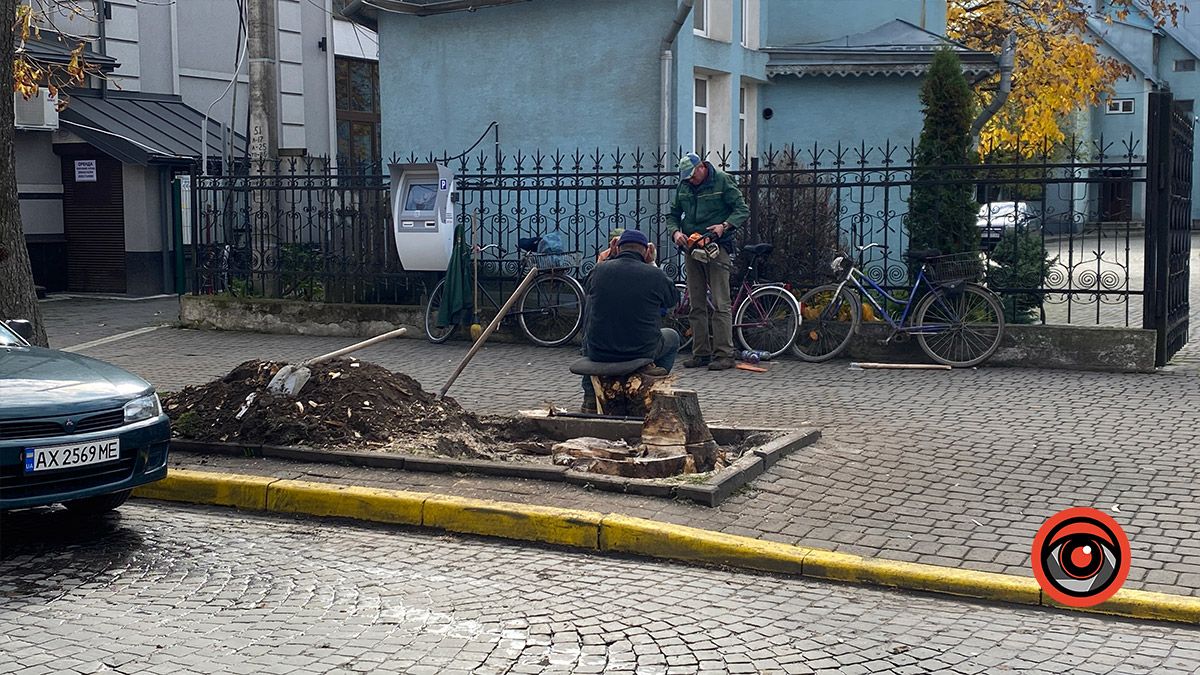Ще мінус одне дерево на бульварі Лесі Українки