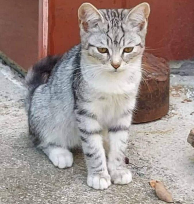 Милі чотирилапі у пошуках домівки 11