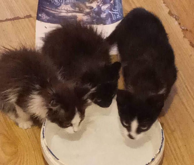 Милі чотирилапі у пошуках домівки 10