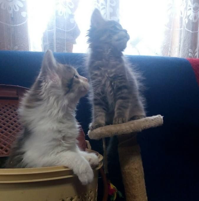 Чотирилапі у пошуках домівки 12