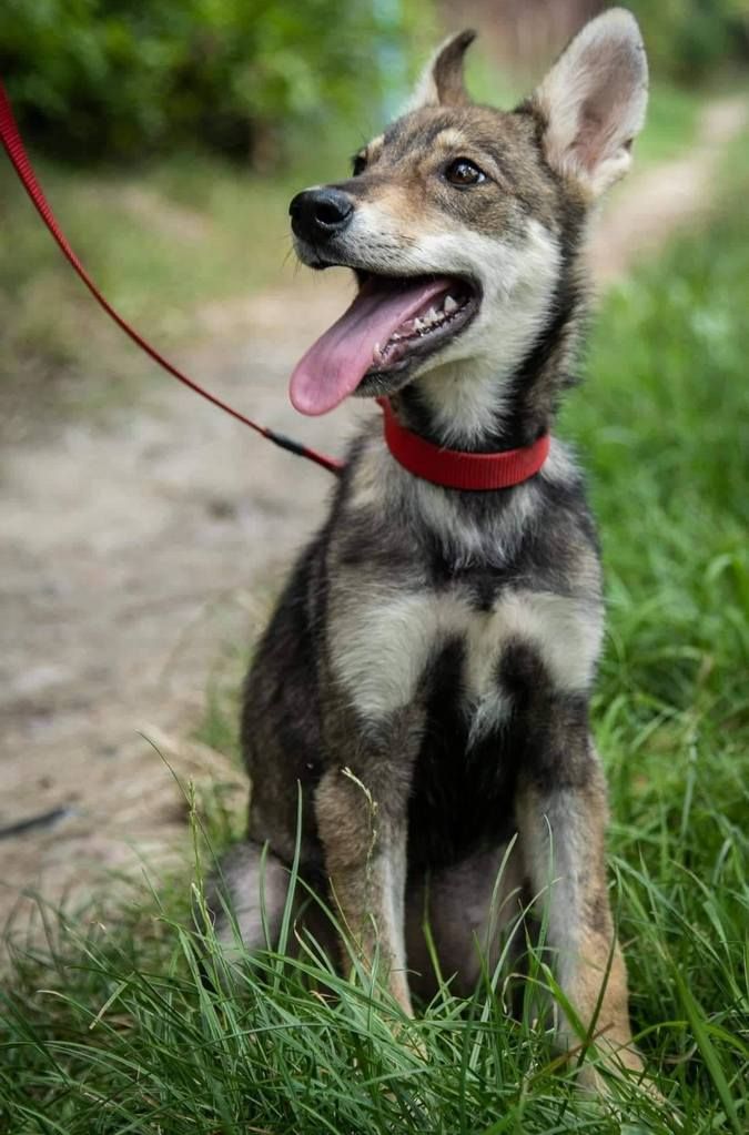 Чотирилапі у пошуках домівки 13