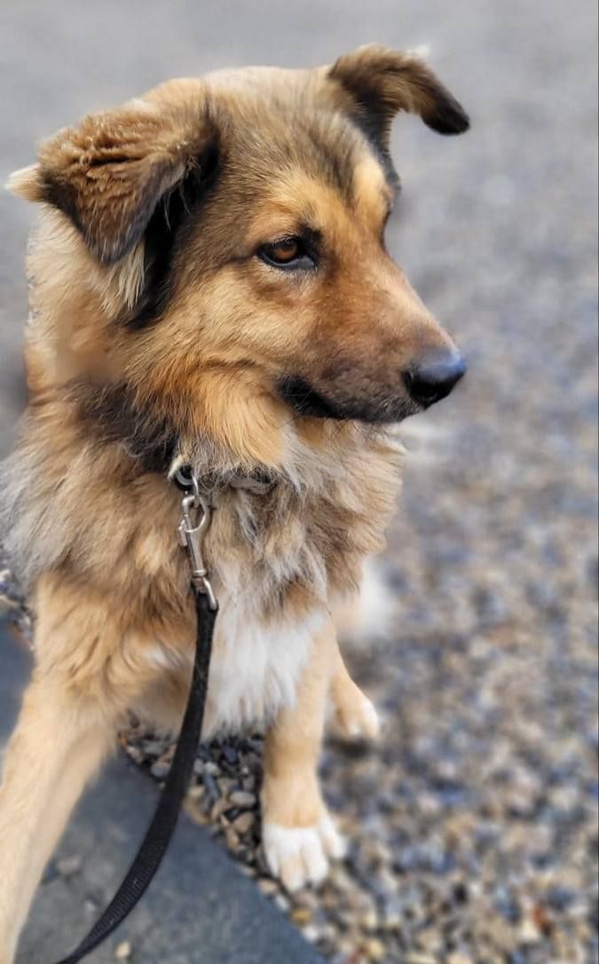 Чотирилапі у пошуках домівки 1