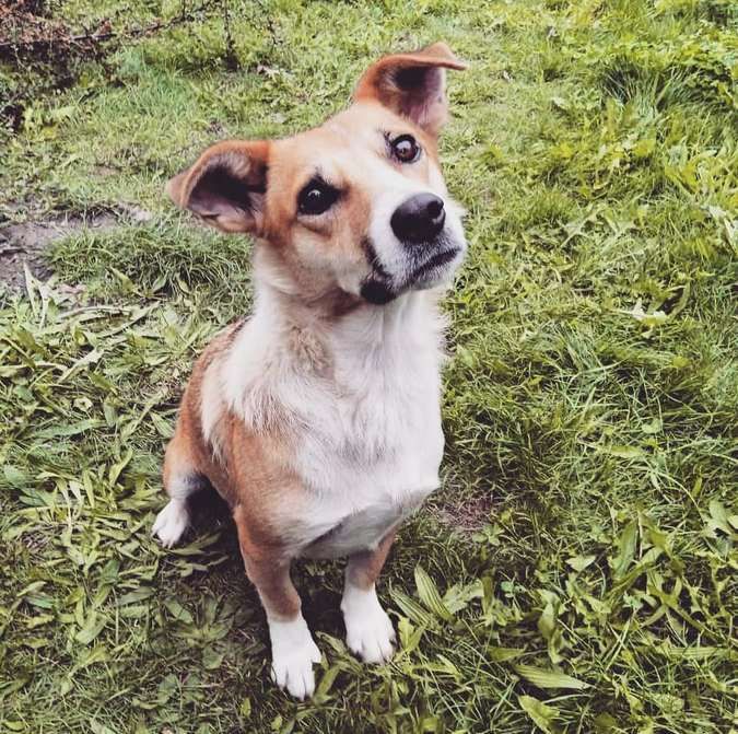 Чотирилапі у пошуках домівки 8