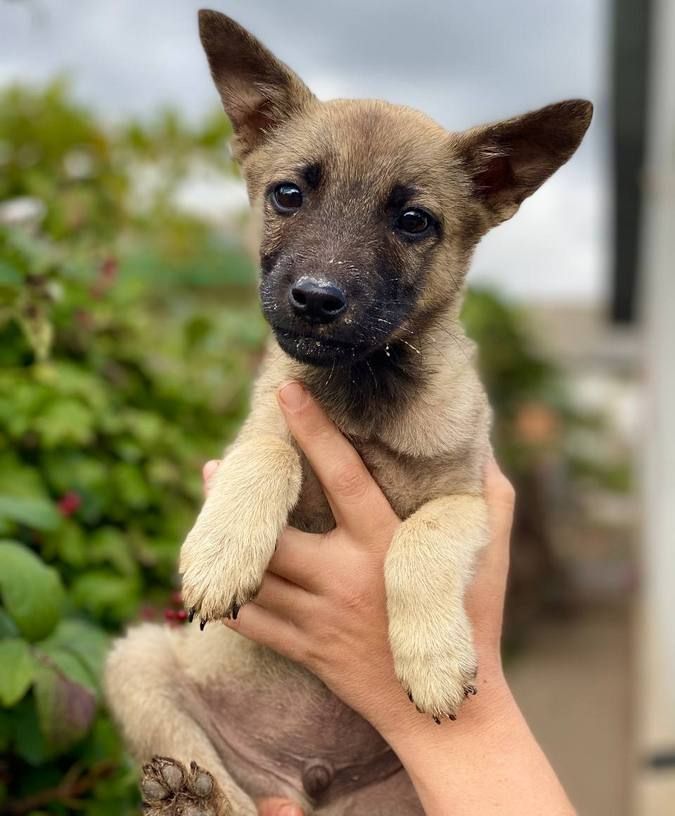 Чотирилапі у пошуках домівки 10