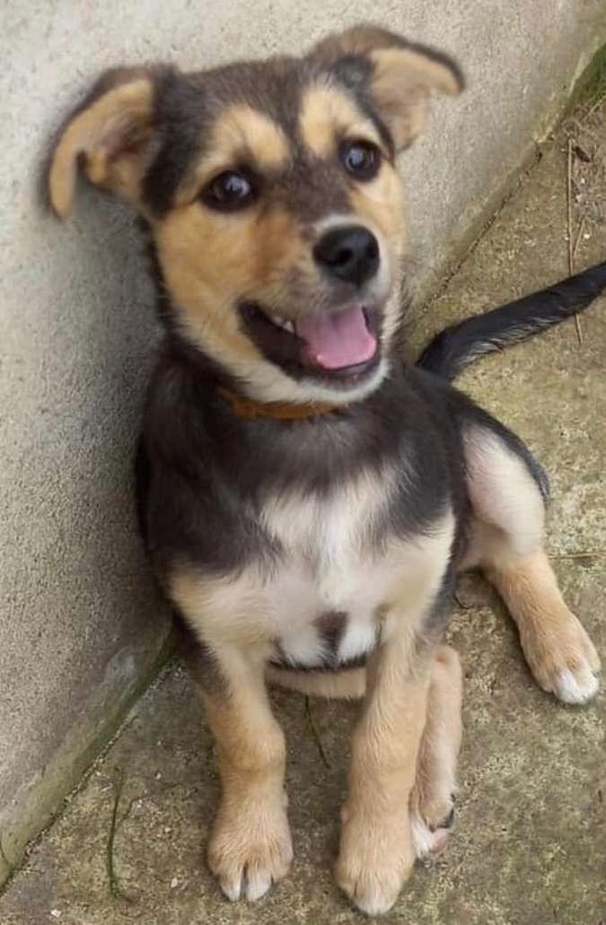 Чотирилапі у пошуках домівки 9