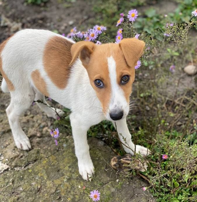 Чотирилапі у пошуках домівки 6