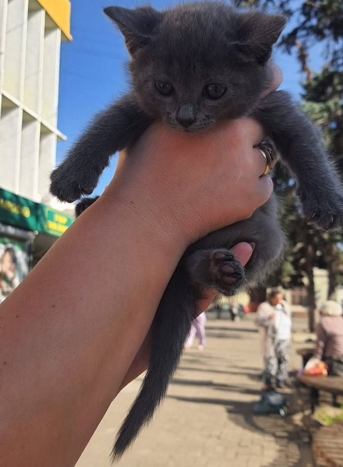 Чотирилапі у пошуках домівки 14