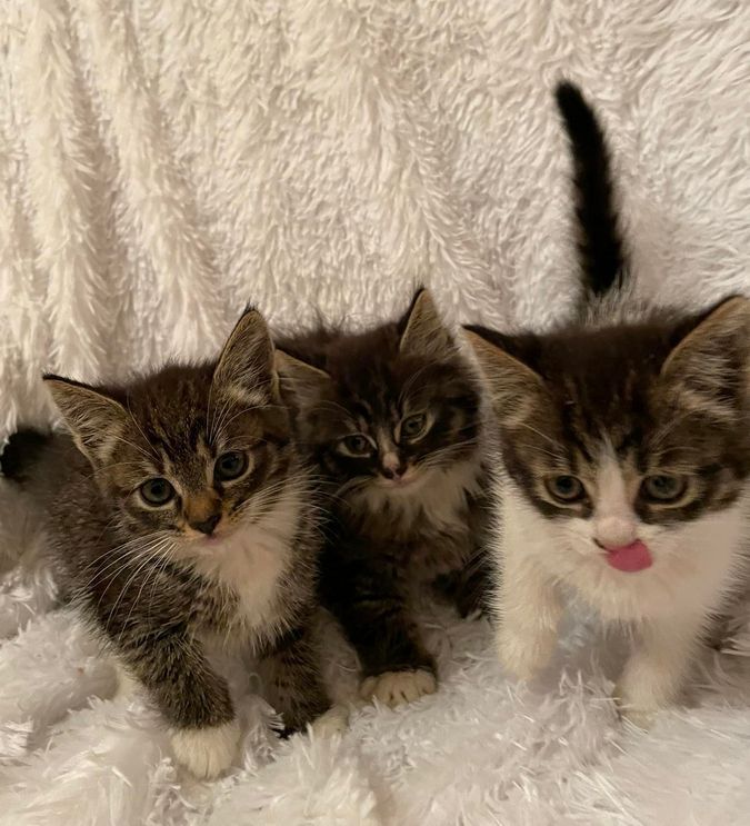 Чотирилапі у пошуках домівки 5