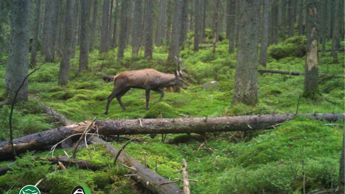 Благородні сусіди: біля фотопасток прогулялись олень та косуля європейська 3