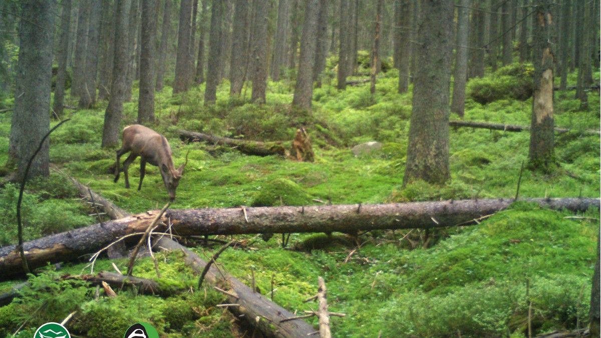 Благородні сусіди: біля фотопасток прогулялись олень та косуля європейська 5