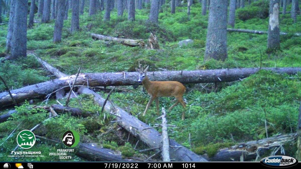 Благородні сусіди: біля фотопасток прогулялись олень та косуля європейська 1