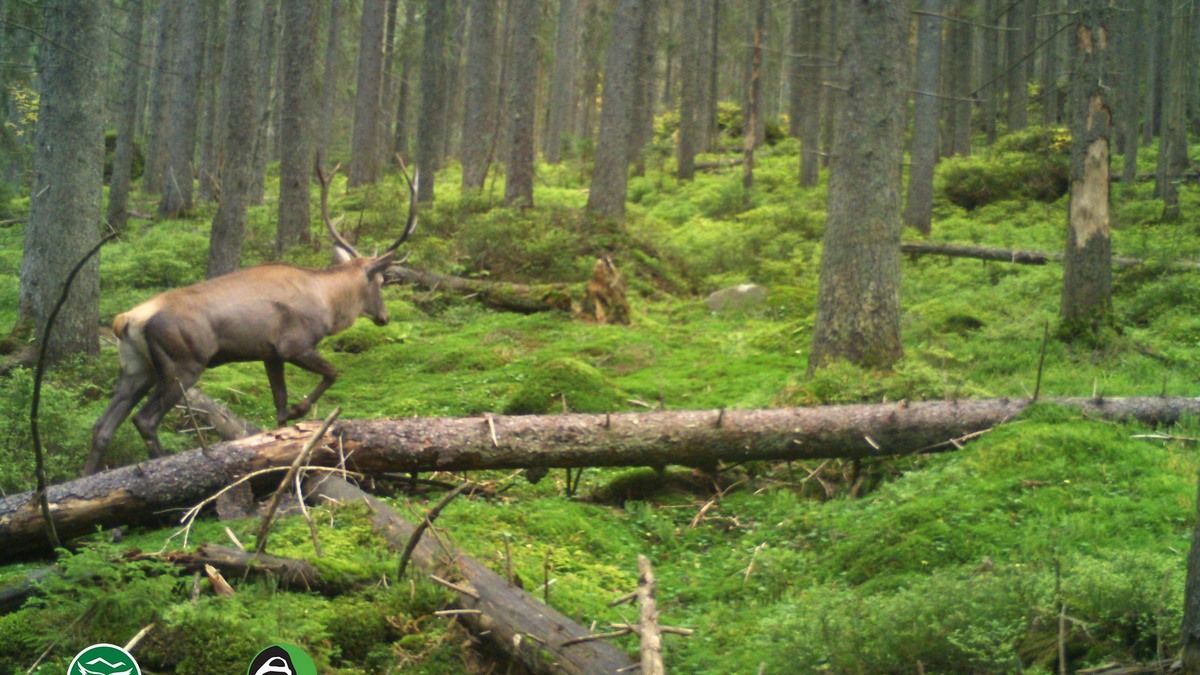 Благородні сусіди: біля фотопасток прогулялись олень та косуля європейська 4