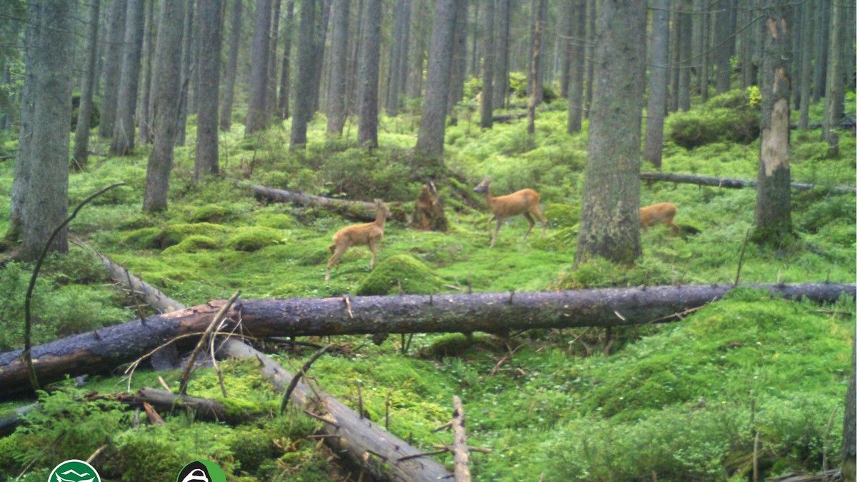 Благородні сусіди: біля фотопасток прогулялись олень та косуля європейська 2