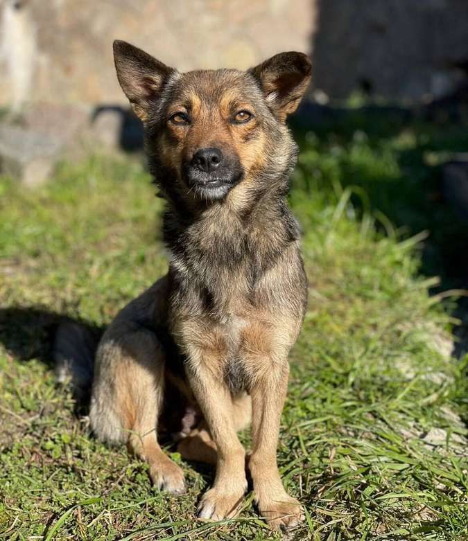 Домашні улюбленці шукають теплу домівку та хороших господарів 7