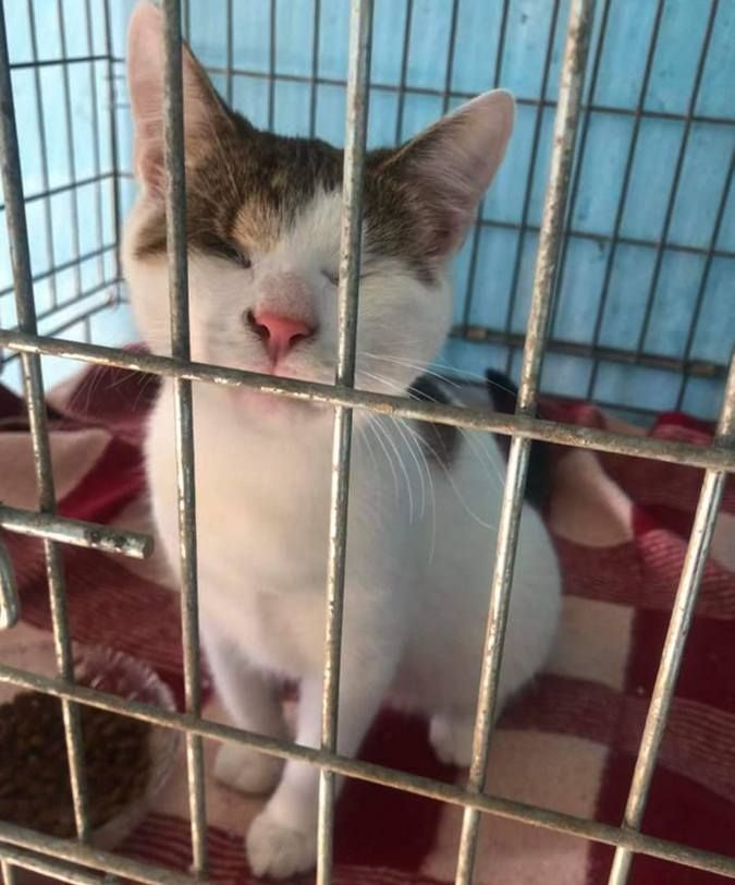 Милі чотирилапі у пошуках домівки 5