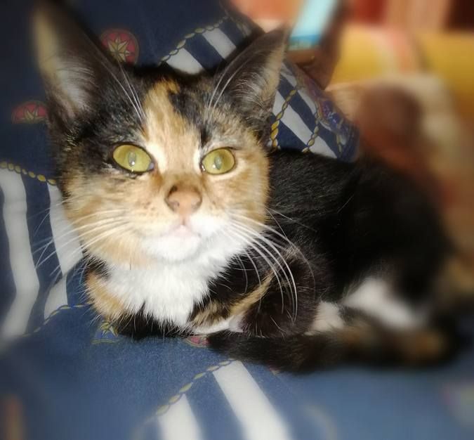 Домашні улюбленці шукають теплу домівку та хороших господарів 10