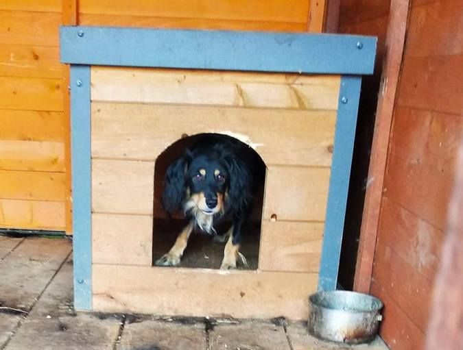 Милі чотирилапі у пошуках домівки 1