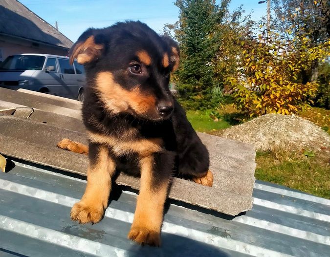 Домашні улюбленці шукають теплу домівку та хороших господарів 1