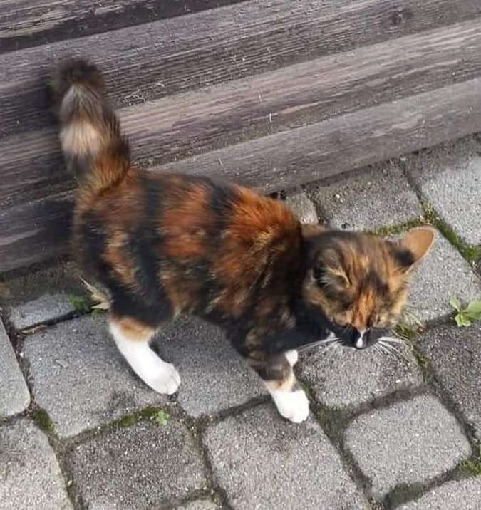 Домашні улюбленці шукають теплу домівку та хороших господарів 11