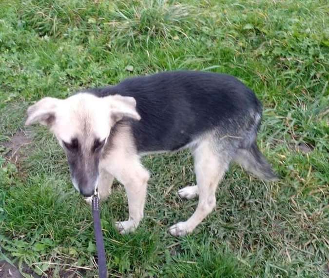 Домашні улюбленці шукають теплу домівку та хороших господарів 4