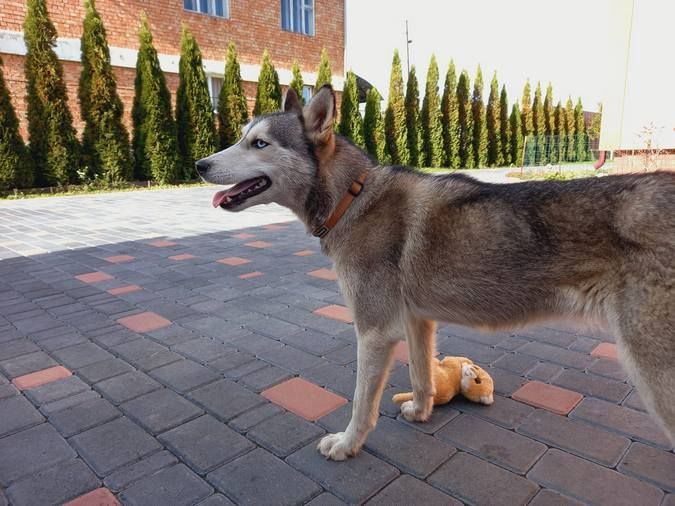 Домашні улюбленці шукають теплу домівку та хороших господарів 12