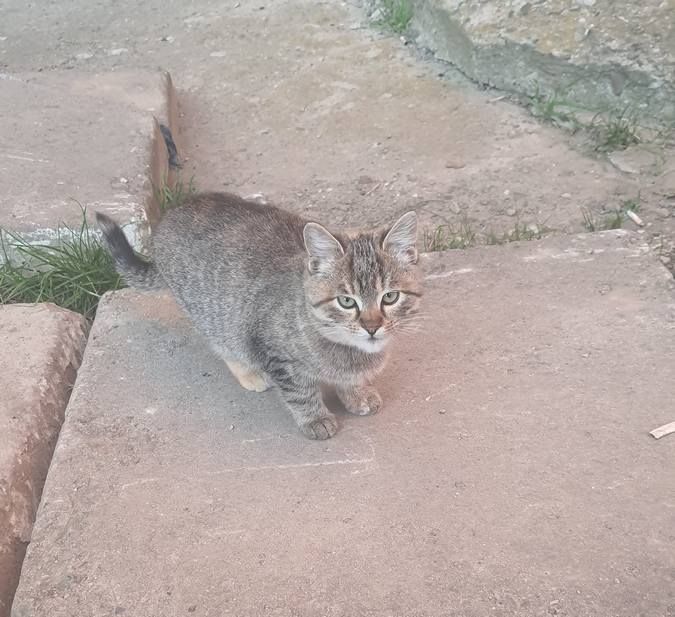 Милі чотирилапі у пошуках домівки 13