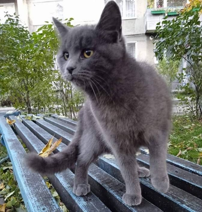 Милі чотирилапі у пошуках домівки 8