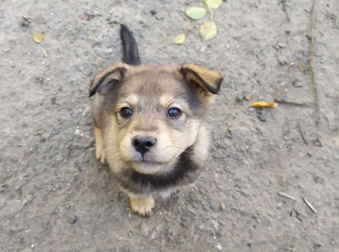 Милі чотирилапі у пошуках домівки 7