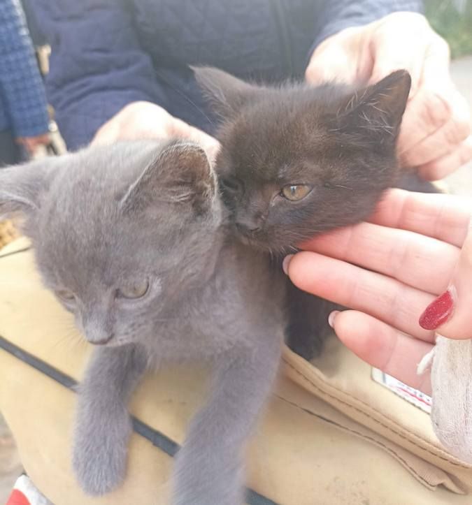 Милі чотирилапі у пошуках домівки 9