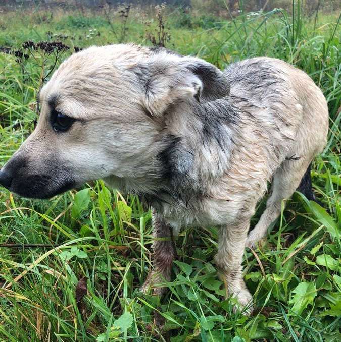 Милі чотирилапі у пошуках домівки 2
